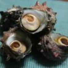 魚焼きグリルで7分 サザエの壺焼き レシピ 作り方 By ウィンクするまめ 楽天レシピ